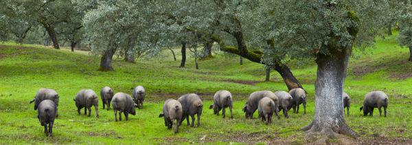 Cochons-iberique-pata-negra