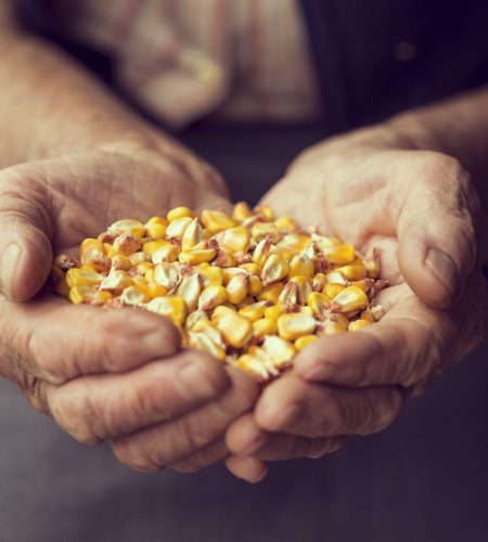 Detail of an elderly woman's hands holding a handful of grain corn. Selective focus